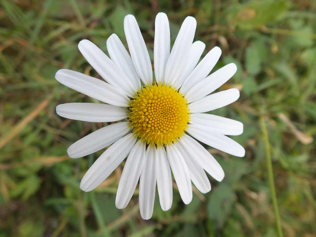 Margherita