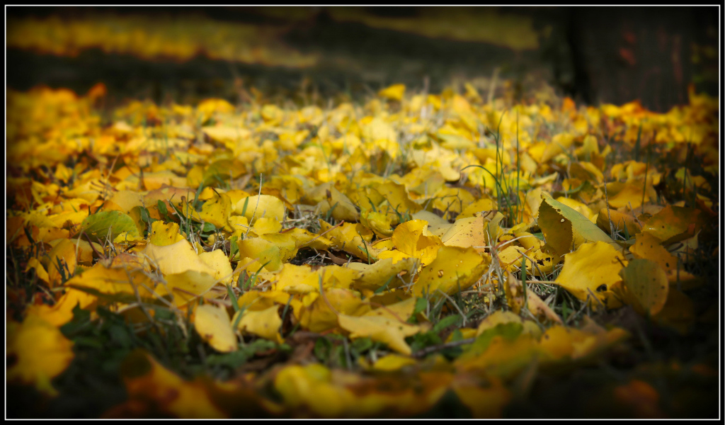 Pavana d'autunno