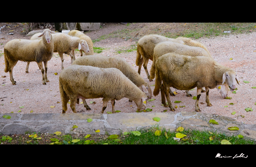 The Sheeps are eating leaves