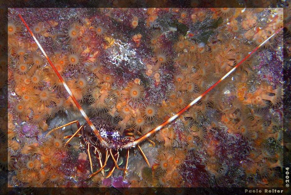 Mostro marino