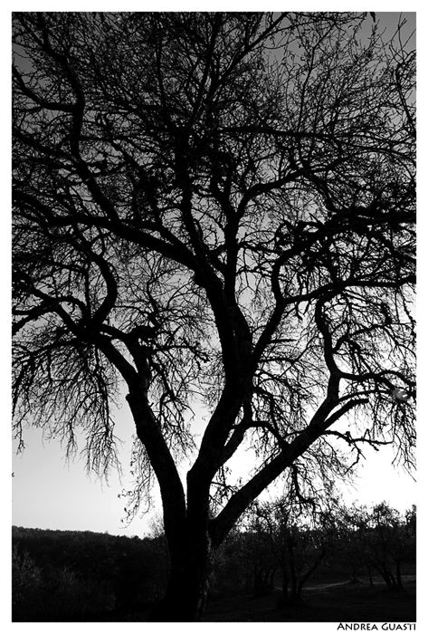 Ombra albero
