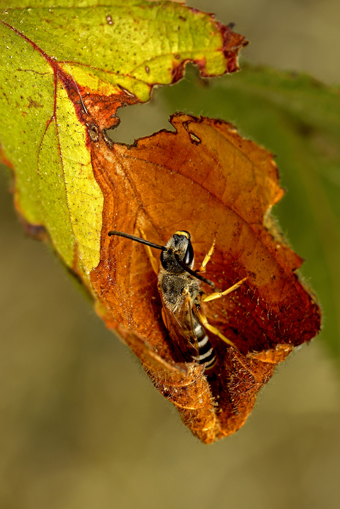 Autunno  (close up)
