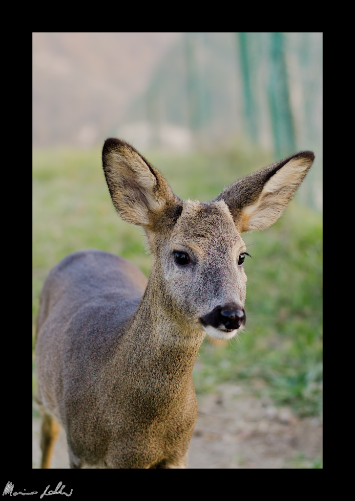 Bambi