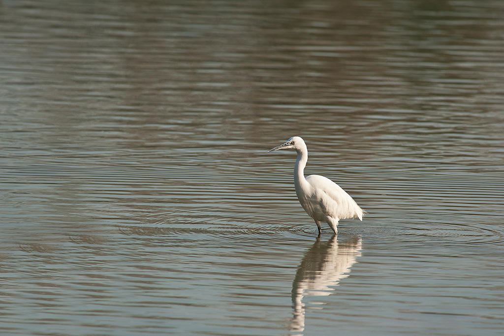 Garzetta