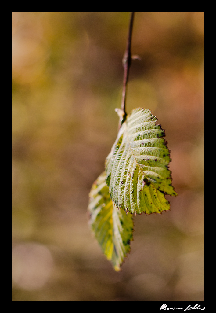 leaves