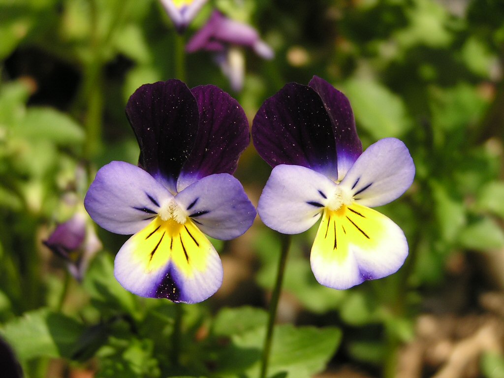 violette