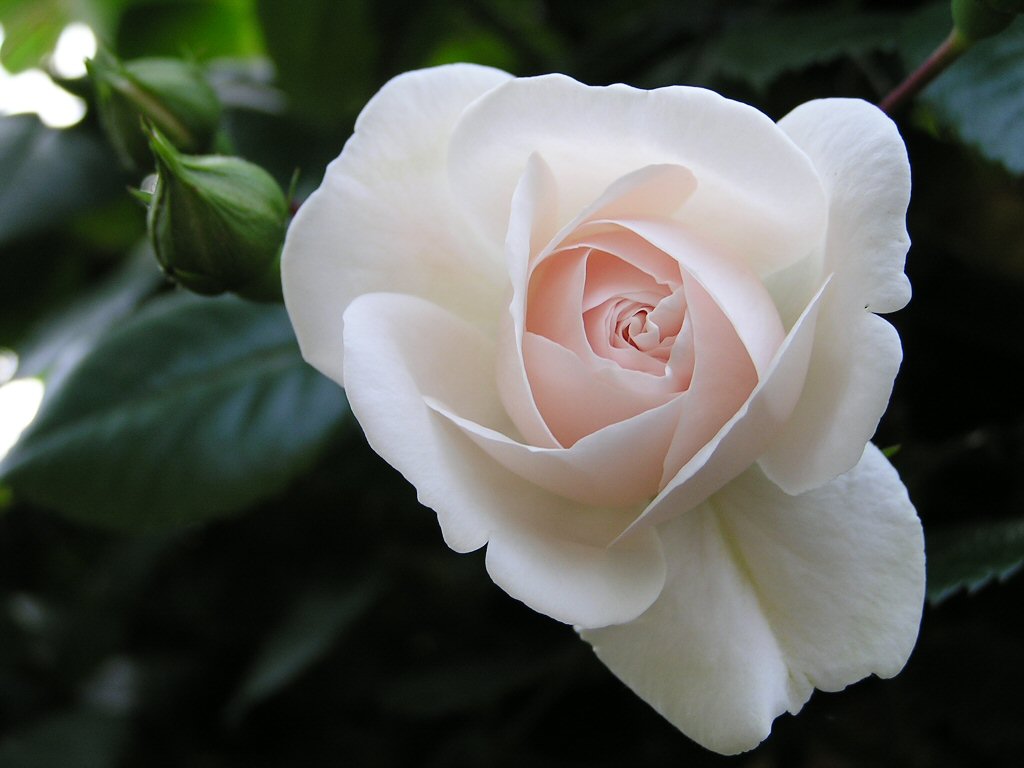 rosa_rosa