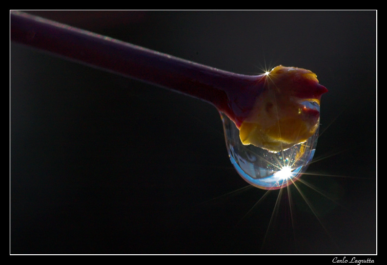 macro nature 4