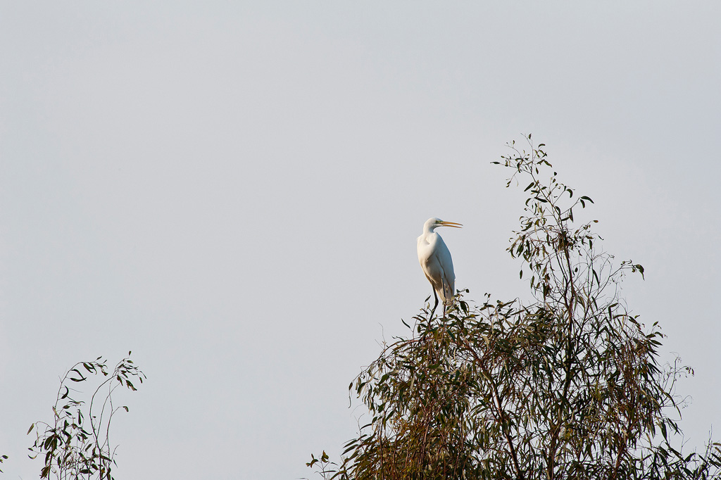 Airone bianco