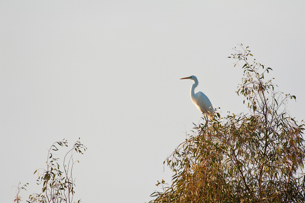 Airone bianco