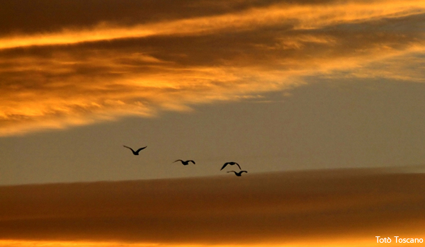 Verso...