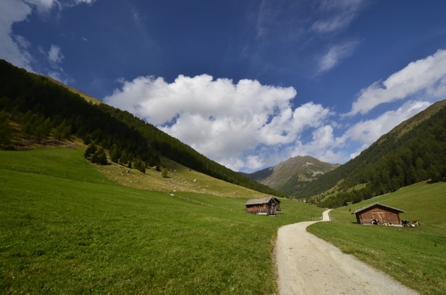Pascolo alpino