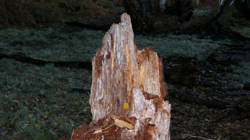 Tronchi di betulla