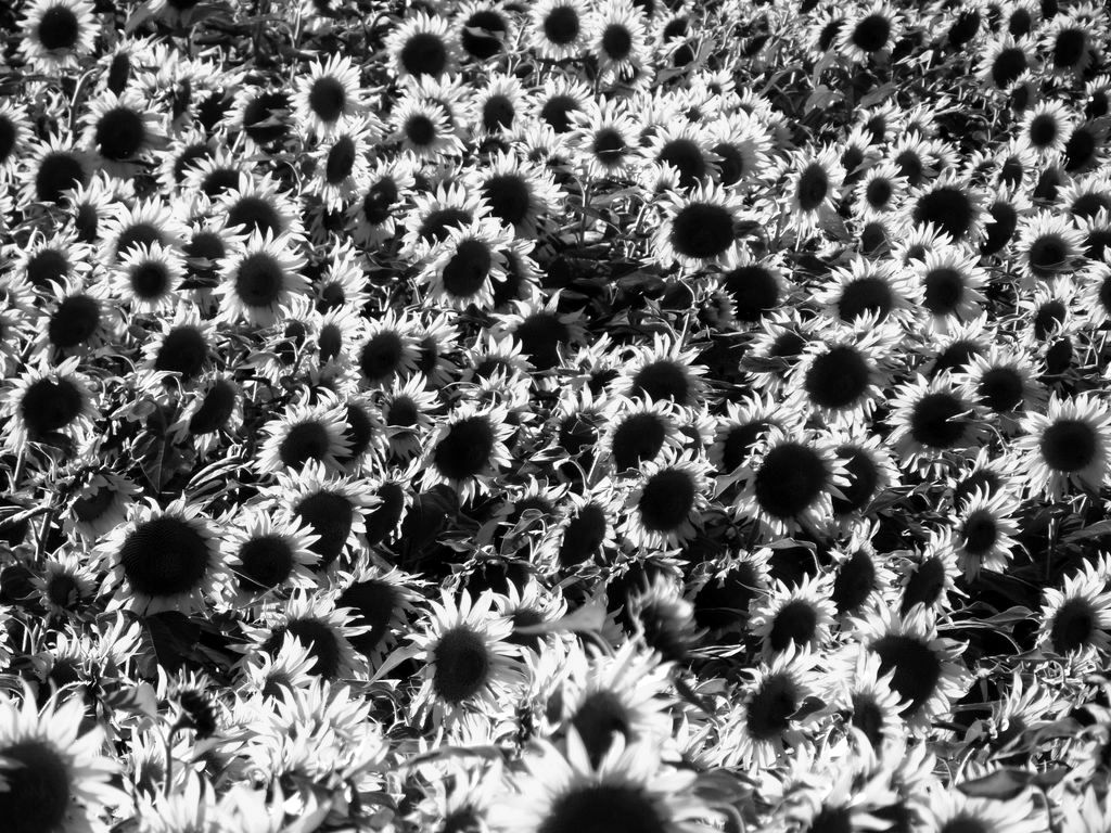 girasoli