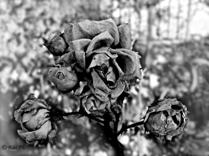 malinconia