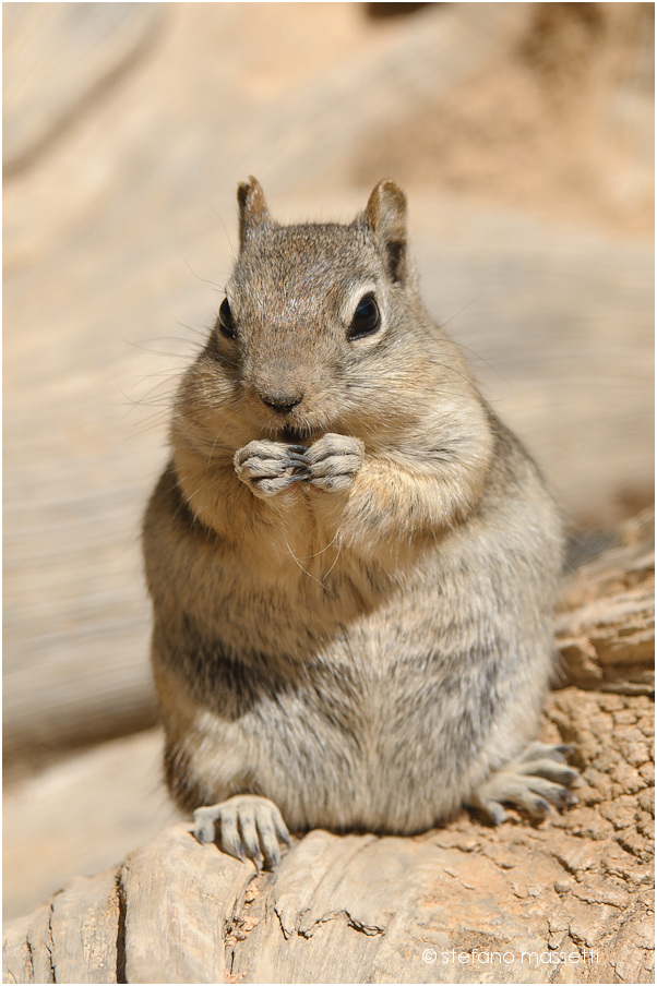 squirrel#1