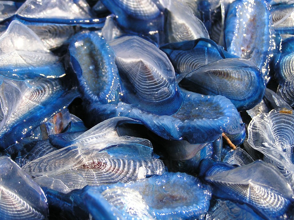 MEDUSE