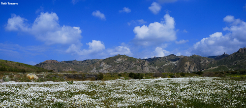 Bianca primavera