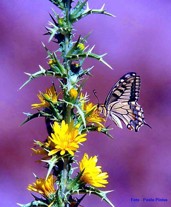 Papilion Machaon