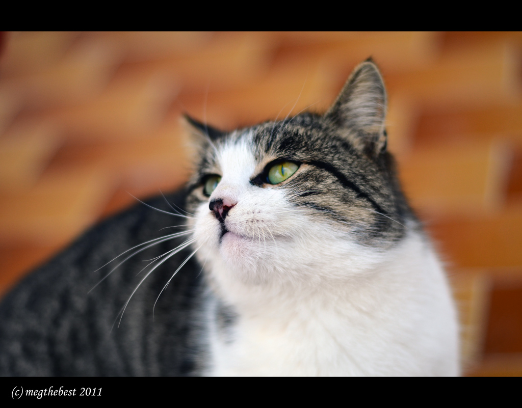 The Cat