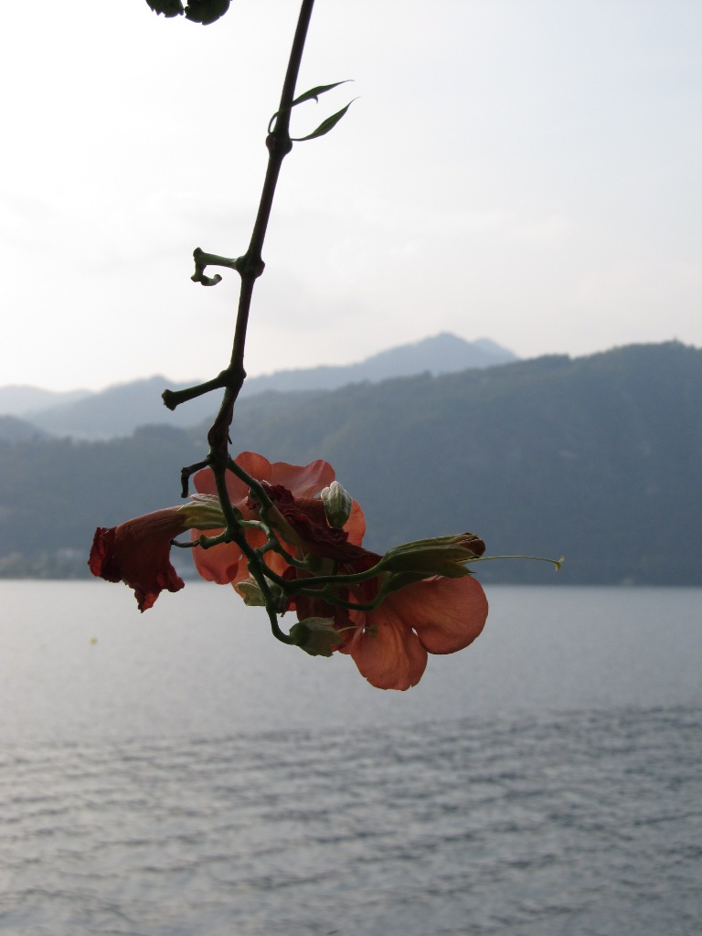 Flowers...
