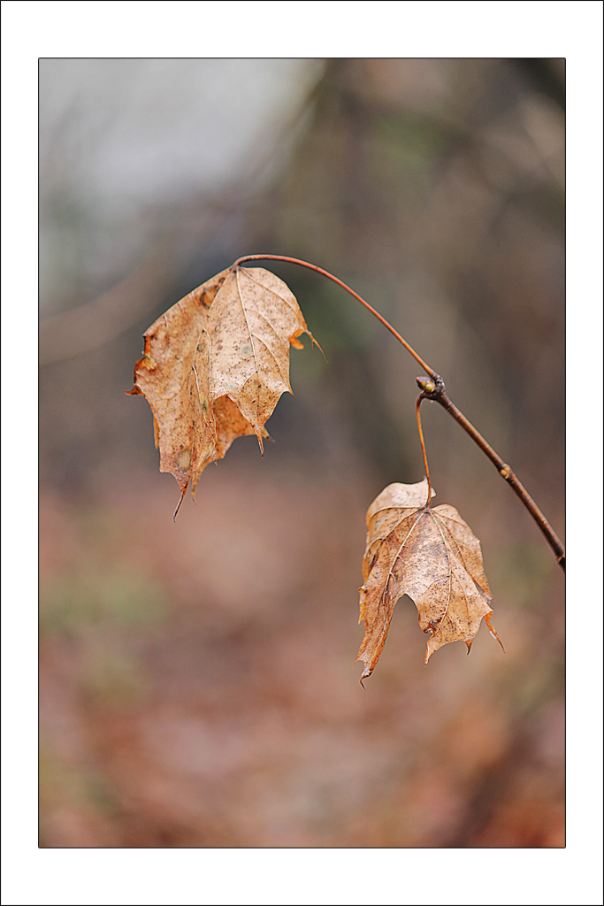 Foglie