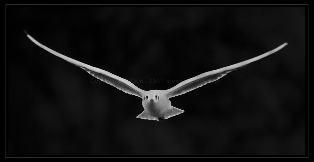 Be with the wind II