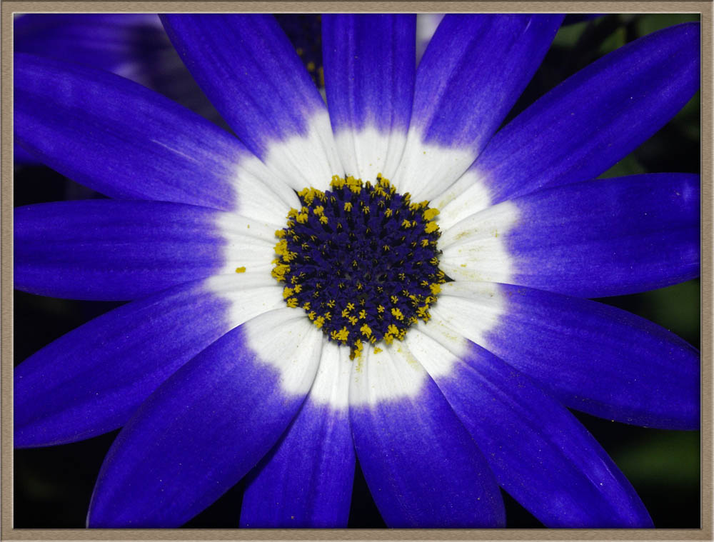 fiore blu
