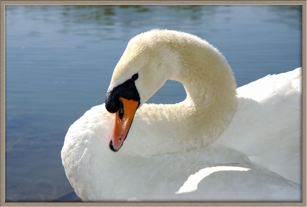 Cigno Reale