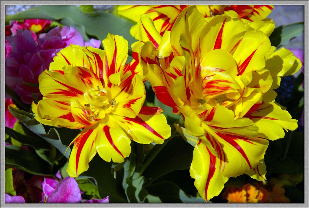 fioricolor