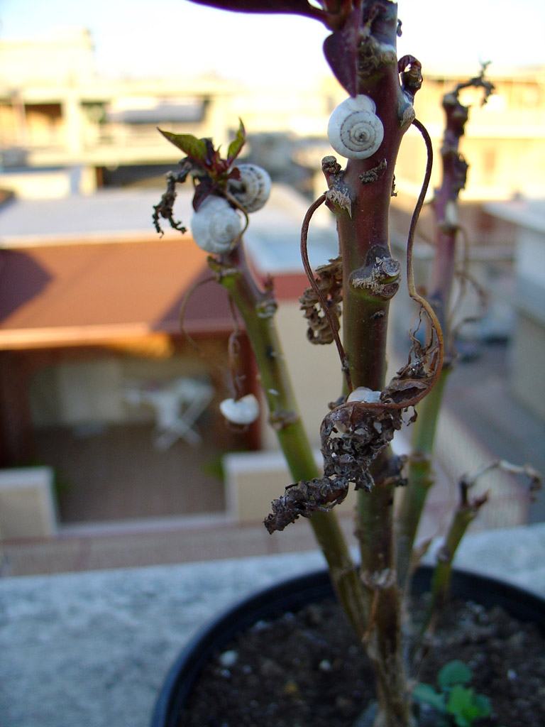 macro1