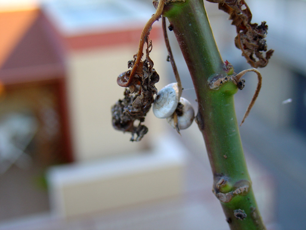 macro2