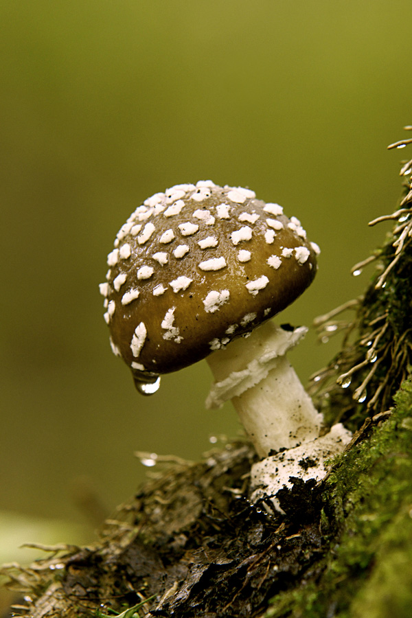 Frutto pericoloso