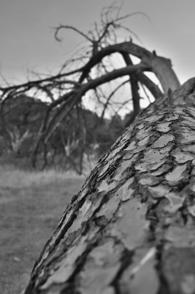 Albero caduto
