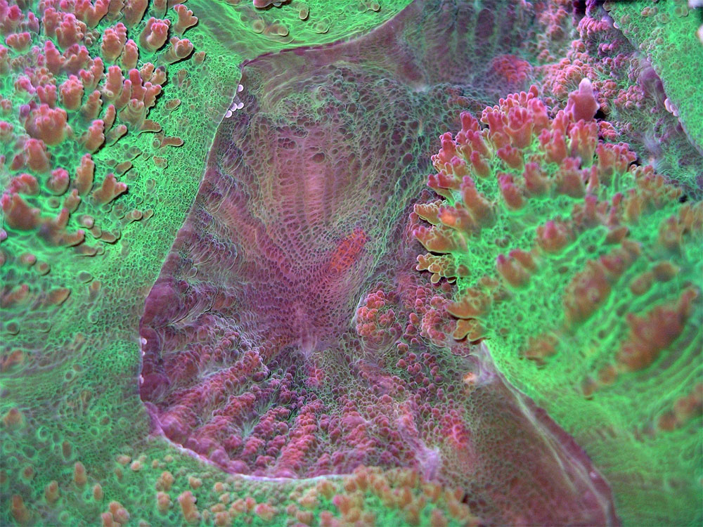 invertebrato marino