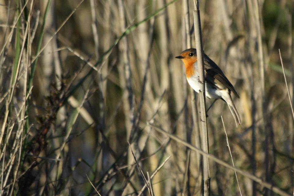 pettirosso