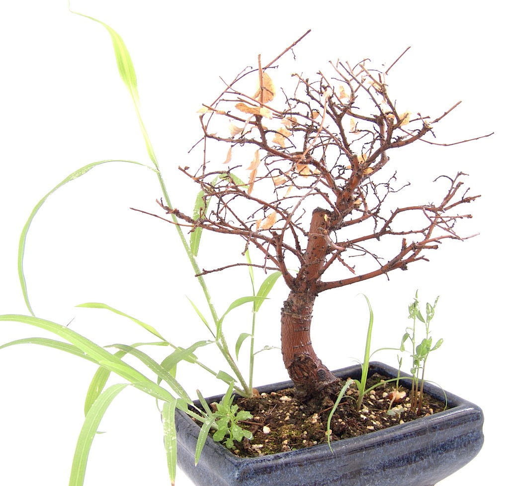 Bonsai