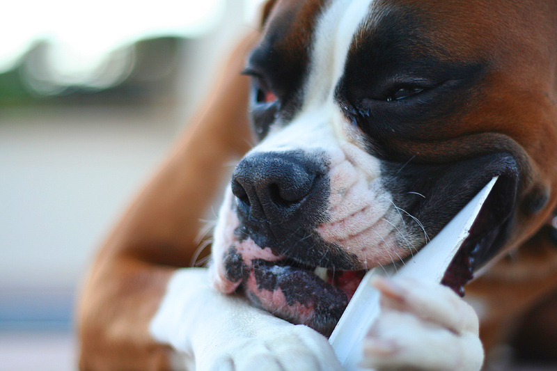 boxer2