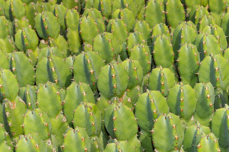 Orto Botanico Napoli I