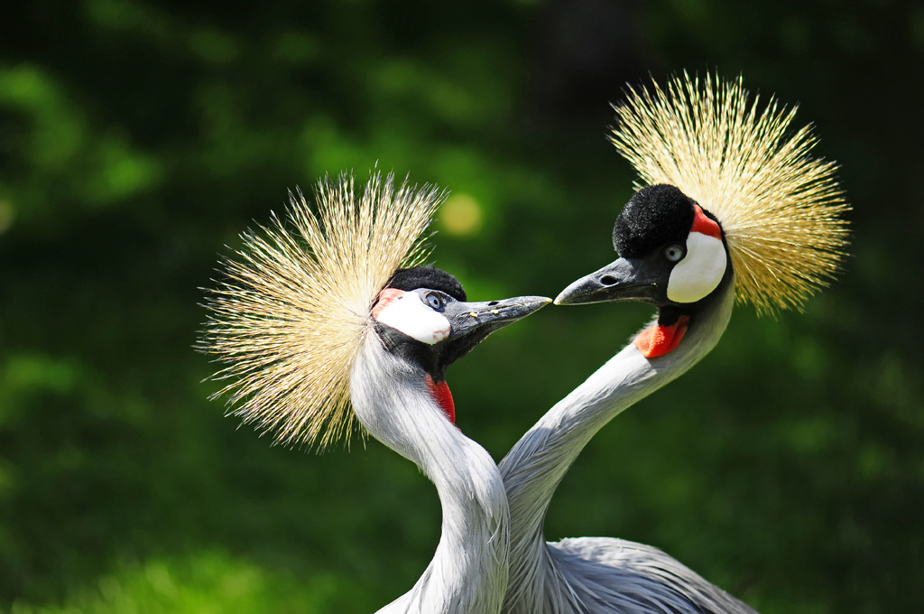 Gru coronata