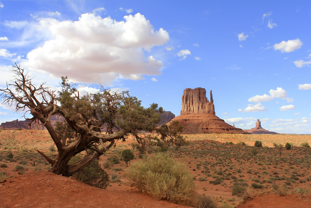 albero e mitten