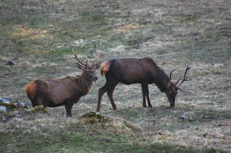 Cervi al pascolo
