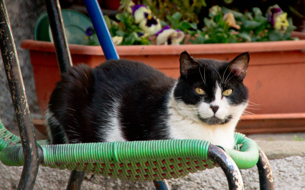 Un gatto...
