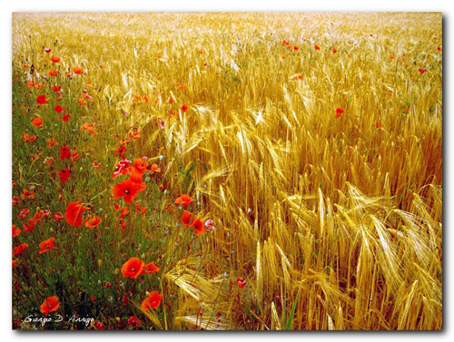 summer colors