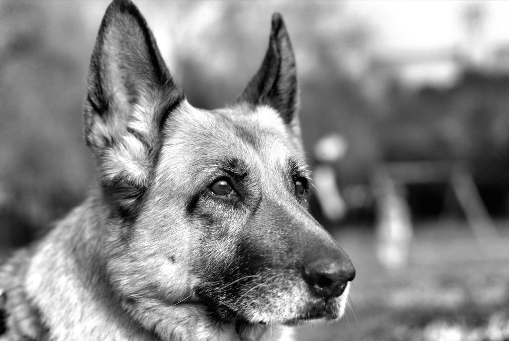 Sharulla