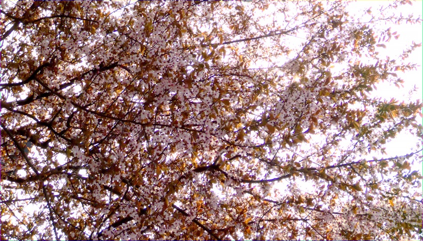 Spring tree