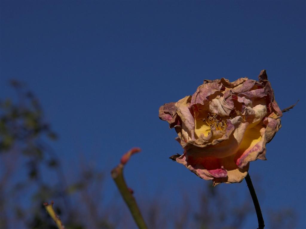 rosa apassita