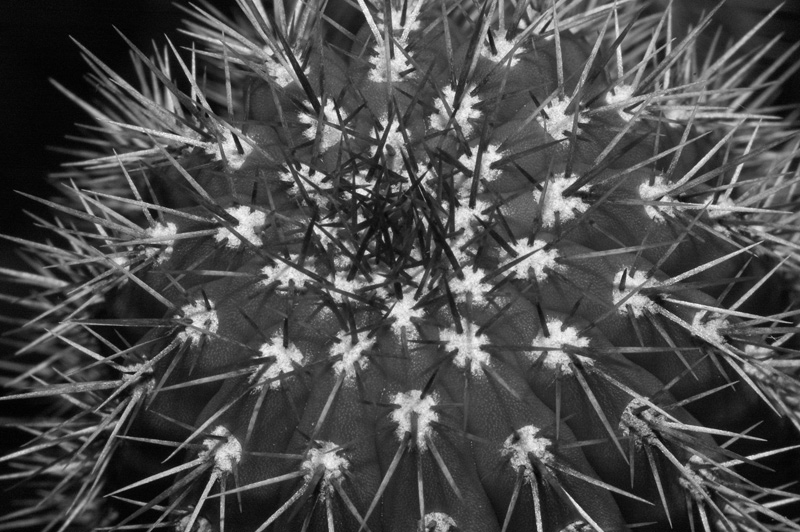 Orto Botanico Napoli VII