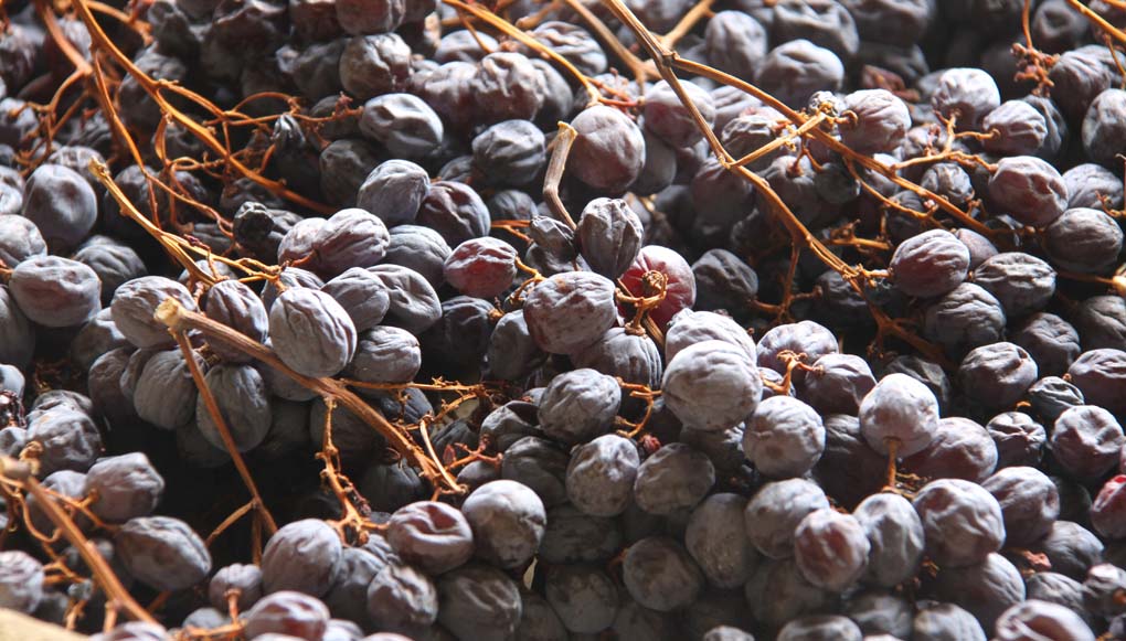 uva appassita pronta per la mostatura!!