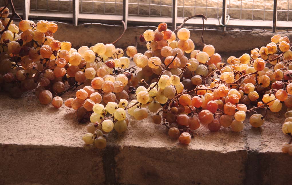 uva appassita pronta per ottenere un buon passito!!